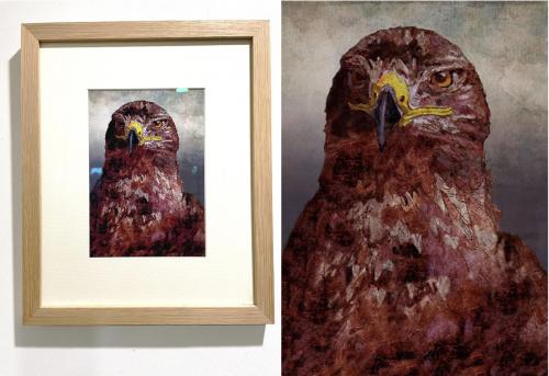 Buzzard.  Giclee  Print. Framed £160, 