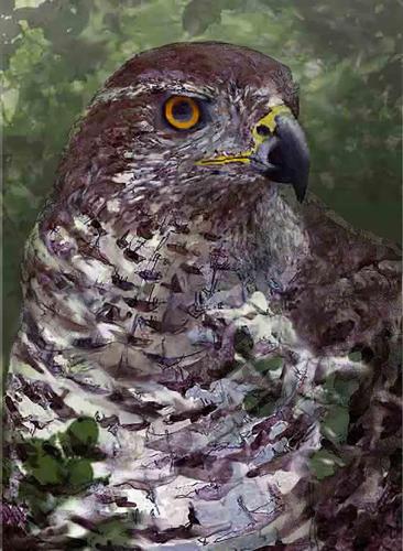 Goshawk